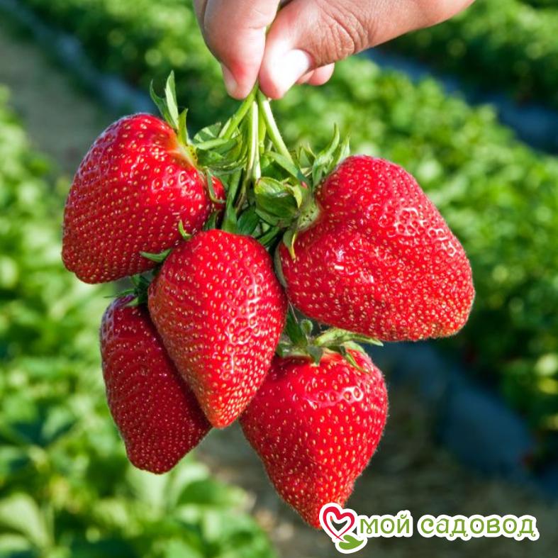 Клубника Джоли