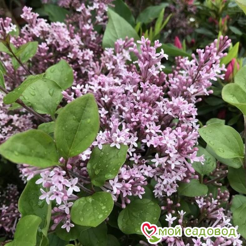 Сирень "Джози" (Josee)