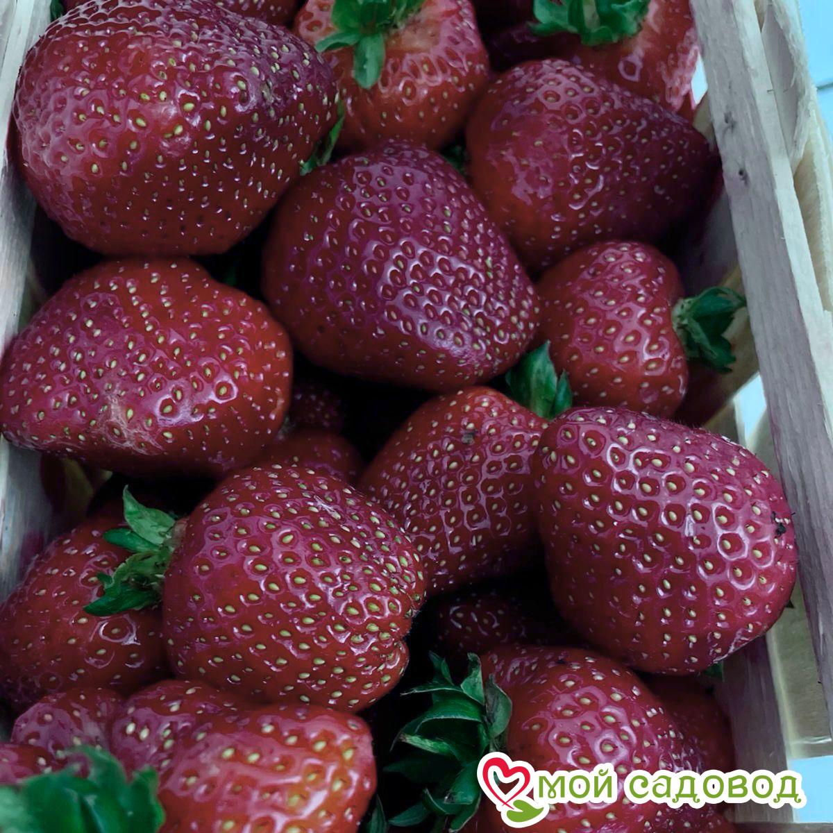 Клубника Зенит (Среднеспелый сорт) ЗКС