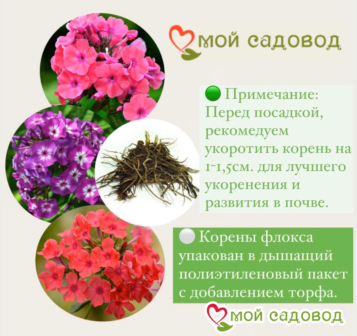 Флокс Бутоник